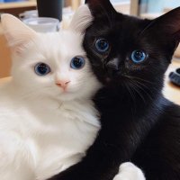 shipo y ori (@snakyknot18) 's Twitter Profile