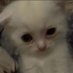lonecat (@idkxmxrsxn) Twitter profile photo lonecat (@idkxmxrsxn) Twitter profile photo