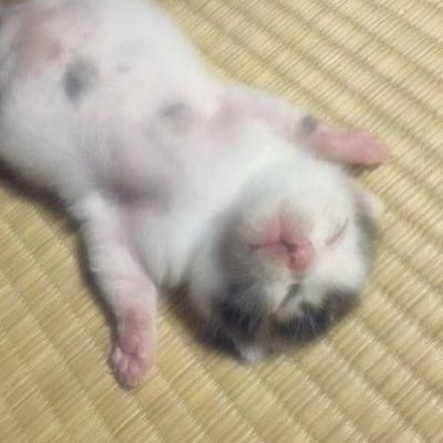 기력 없어서 맨날 누워있음