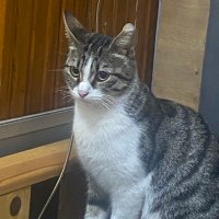 zakir (@hayrett38780310) Twitter profile photo