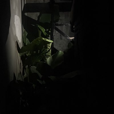 nurisi_'s profile picture. 