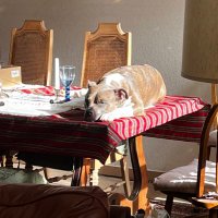 P. Mary Timo (@pmarytimo1) 's Twitter Profile
