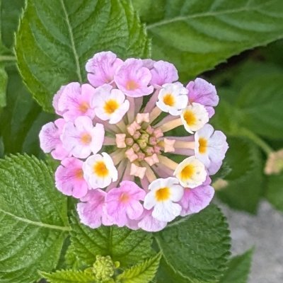 GummyCandy1206's profile picture. AtCoder茶 得意な言語はPython 勉強したい言語はHaskell, Lean データベーススペシャリスト勉強中