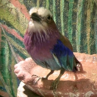 無言フォロー失礼します。無言フォロー&フォロー外し、ご自由に。テレビ、お笑い、ドラマ、鳥。中年BBAです。女風興味あり