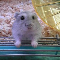 ろくぴ🐹🐩🐢 (@rokuchana) 's Twitter Profile Photo ろくぴ🐹🐩🐢 (@rokuchana) 's Twitter Profile Photo