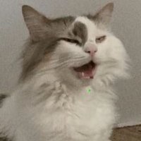 Daemoncheg (@daemoncheg) 's Twitter Profile