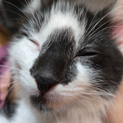 davidsaysgbwy's profile picture. #d3rking #sfawtde #slimeknight
Writes occasionally
Learning the basics 
Read #parahumans by wildbow
#lobotomycorporatoon #lor #limbuscompany