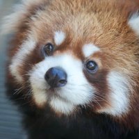 ぽてぽて (@onyankopon_fc) 's Twitter Profile