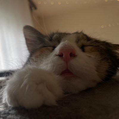 syumumm_916's profile picture. 🥱