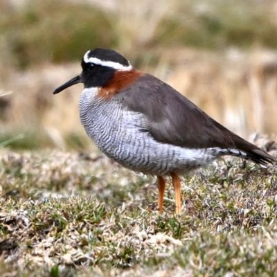 Just a jammy birder with a camera and a roadster! Love birding