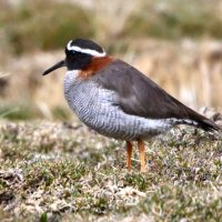 Graham Sorrie (@z4birding) 's Twitter Profile