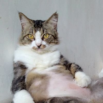 Purrrさんのプロフィール画像