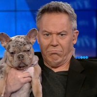 Greg Gutfeld (@greggutfelfans) 's Twitter Profile