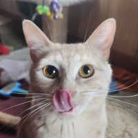 brud (@cyberbullyirl) 's Twitter Profile