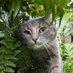 Tommy Cat (@tommy_cat_out) Twitter profile photo Tommy Cat (@tommy_cat_out) Twitter profile photo