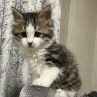 Kaan (@knn33knn) 's Twitter Profile
