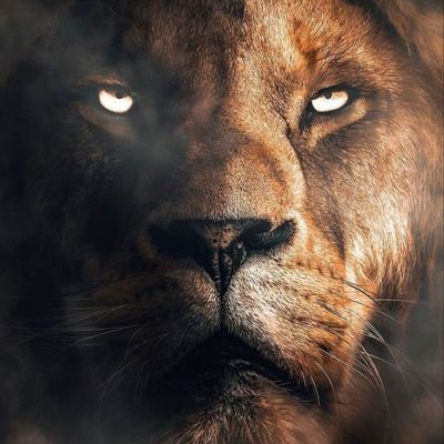 Angelnz05's profile picture. Banco todo, abrazo. 💪🦁🗽🦸🇦🇷👑