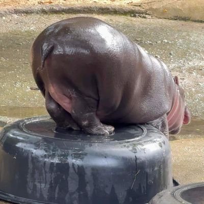 AnnaBrownie2003's profile picture. อันนาไม่ใช่แอนนา  ▪️TH ▪️ EN ▪️ FR▪️                      💭นักมโน