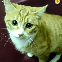 Call for anti-animal cruelty laws (@windd767657o) 's Twitter Profile Photo Call for anti-animal cruelty laws (@windd767657o) 's Twitter Profile Photo