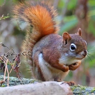 abnutcracker's profile picture. 