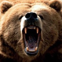 Gary (@gpkodiak6042) 's Twitter Profile