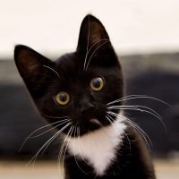 Joachim Pfeffer (@pfefferjoa47035) 's Twitter Profile