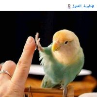 خنساء فالح (@ansaakh) Twitter profile photo