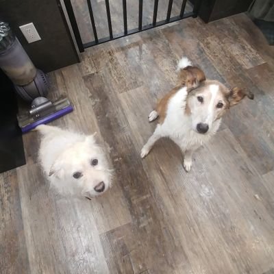 Pet Rescuer Loves @Styxtheband, @nightranger #TheOutfield @haremscaremband @metallica #SciFi #Deathlands Was A fan of #DrWho #StarTrek #StarWars #QuantumLeap