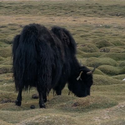 omotinookoge's profile picture. 週末ハンター/クライマーのサラリーマン