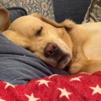 Louise 🇺🇦🌹 (@charlotdearling) 's Twitter Profile Photo