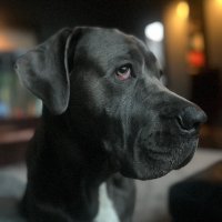 Gauti (@gammelfjoelnir) 's Twitter Profile