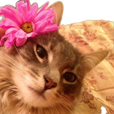 llmui_'s profile picture. 