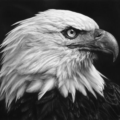 Catholic | Patriot | Multilingual | Conservative