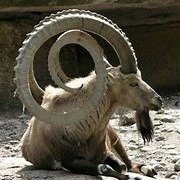 walta1237's profile picture. #TRUMP #Patriot #Veteran #Infidel #StandWthIsrael #CtrlCriminals #CtrlTheGovt #μολων_λαβε #ExpertMarksman #Eisenhower #Kennedy #Reagan Blue Check