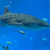 はなくま (@hanakuma0484) Twitter profile photo