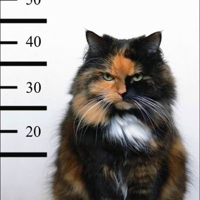 Ferland_Mikael's profile picture. 