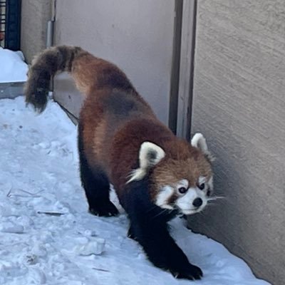 KX_NUKE's profile picture. ハイキング, トレラン, マラソン, トライアスロン, 国立公園, 史跡巡り, 美術館/博物館, オーディオブックを楽しむゆるふわアカウントNPS 165/433 ※発言は個人の見解であり, 画像はイメージです