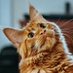 Coffee โ and Cats ๐ฑ Cafรฉ (@catscoffeecafe) Twitter profile photo Coffee โ and Cats ๐ฑ Cafรฉ (@catscoffeecafe) Twitter profile photo