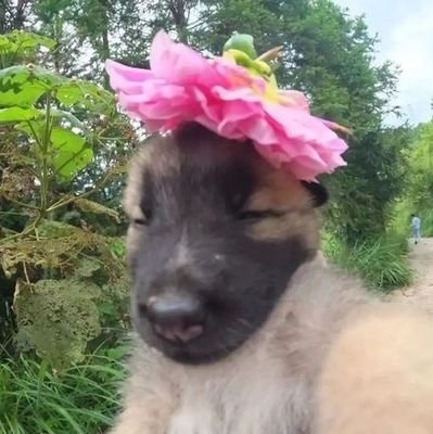 Dokebai5's profile picture. Daniel