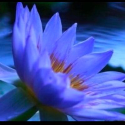 @WaTerlilies_016