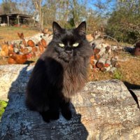 Shelly B (@shellsea1965) 's Twitter Profile
