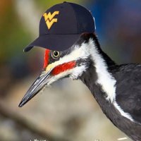 WoodpeckEER (@neerbaiter) 's Twitter Profile