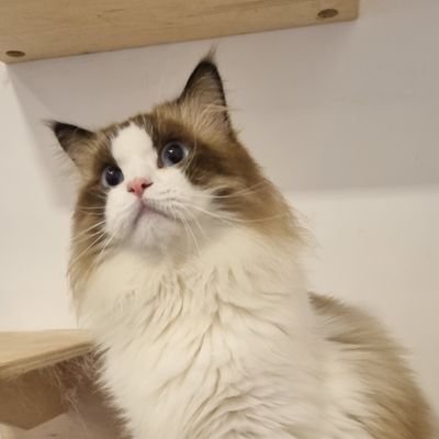 rebornsilvester's profile picture. A very very corious about something new