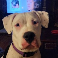 JennR The Magadonian! (@jennife82665695) 's Twitter Profile