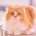 猫ちゃんに癒されたい𓃠 (@wt7zm2y4dy11911) Twitter profile photo 猫ちゃんに癒されたい𓃠 (@wt7zm2y4dy11911) Twitter profile photo