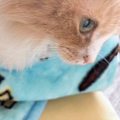 s_s_no21's profile picture. 