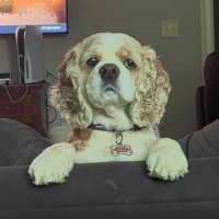 Granny Lizzie (@democracy_dork) 's Twitter Profile
