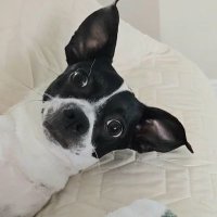 🇺🇸Side-Eyed Chloe 👀 (@sideeyedchloe) 's Twitter Profile