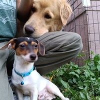 Just a dog🍁🇨🇦🍁 (@justadogeh) 's Twitter Profile Photo