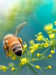 beepropolisblog's profile picture. Provides Interesting Bee Propolis Facts&Information  as seen on http://t.co/xCzlTeEP